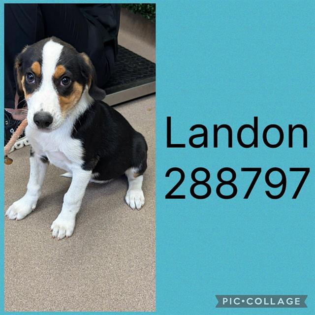 Shelter Stray Male Dog last seen LIBERTY CHURCH RD, Macon, GA 31216
