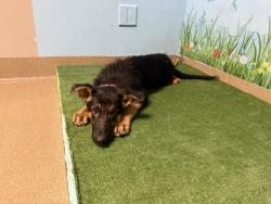 Shelter Stray Female Dog last seen , 38550 Sierra Hwy, Palmdale, CA 93550, USA