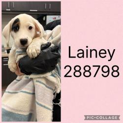 Shelter Stray Female Dog last seen LIBERTY CHURCH RD, Macon, GA 31216