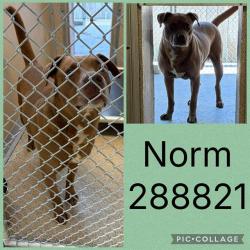 Shelter Stray Male Dog last seen NAPIER AVE, Macon, GA 31216