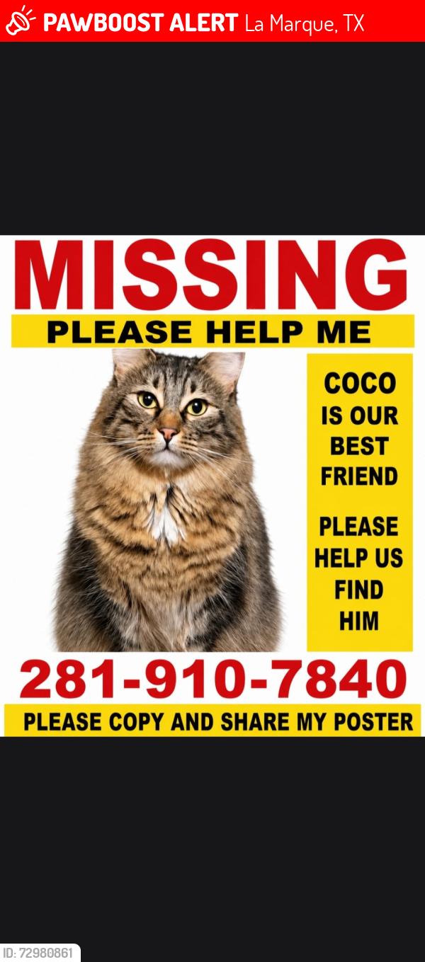 Lost Male Cat last seen Bayou Steeet, La Marque, TX 77568