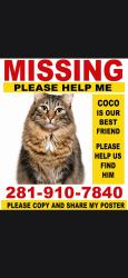 Lost Male Cat last seen Bayou Steeet, La Marque, TX 77568