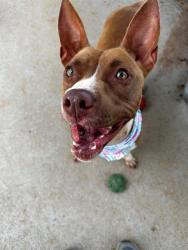 Shelter Stray Female Dog last seen CHARLOTTE, 8315 Byrum Dr, Charlotte, NC 28217, USA