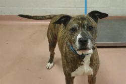 Shelter Stray Male Dog last seen Near BLOCK LEESBURG RD, Columbia, SC 29209