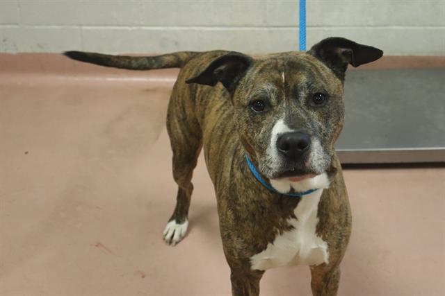 Shelter Stray Male Dog last seen Near BLOCK LEESBURG RD, Columbia, SC 29209