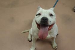 Shelter Stray Female Dog last seen Near BLOCK ALPINE RD, Columbia, SC 29209