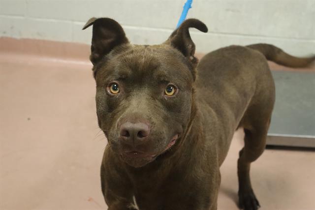 Shelter Stray Male Dog last seen Near BLOCK WINDSOR SHORES DR, Columbia, SC 29209