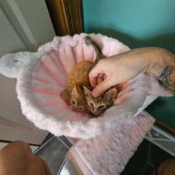 Shelter Stray Female Cat last seen CHARLOTTE, 8315 Byrum Dr, Charlotte, NC 28217, USA
