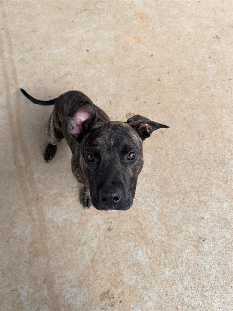 Shelter Stray Male Dog last seen CHARLOTTE, 8315 Byrum Dr, Charlotte, NC 28217, USA