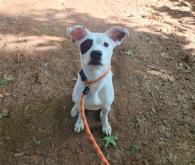 Shelter Stray Female Dog last seen CHARLOTTE, 8315 Byrum Dr, Charlotte, NC 28217, USA