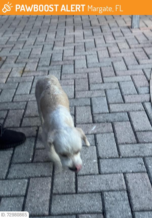 Found/Stray Female Dog last seen 7th ct, Margate, FL 33063