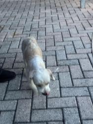 Found/Stray Female Dog last seen 7th ct, Margate, FL 33063