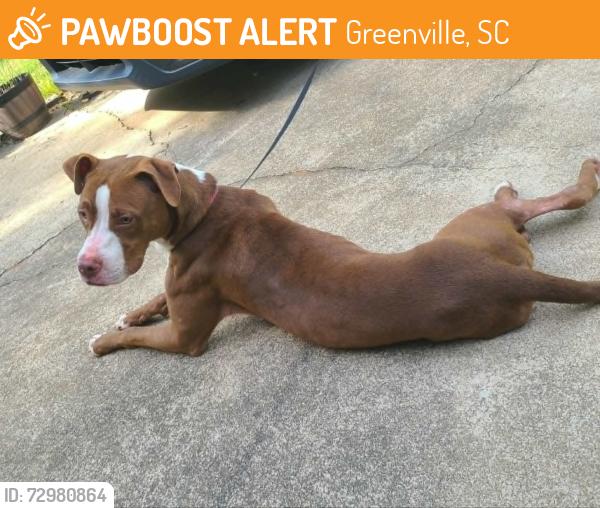 Found/Stray Male Dog last seen Near half mile way, greenville, sc 29609, Greenville, SC 29609