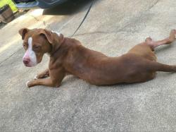 Found/Stray Male Dog last seen Near half mile way, greenville, sc 29609, Greenville, SC 29609