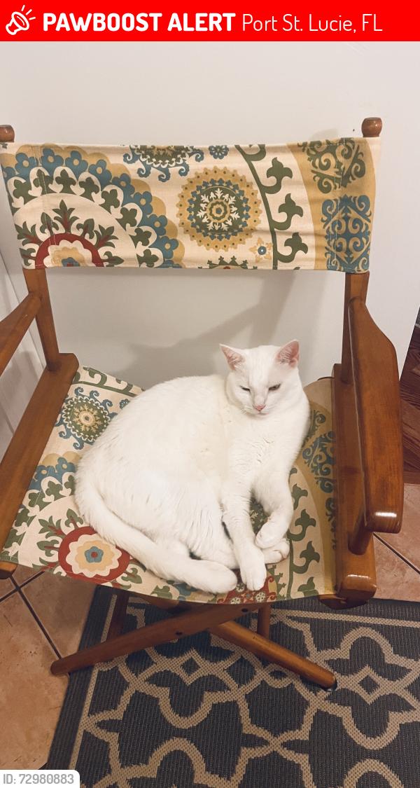 Lost Male Cat last seen Triumph Street goes to shipping Road, Port St. Lucie, FL 34952