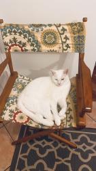 Lost Male Cat last seen Triumph Street goes to shipping Road, Port St. Lucie, FL 34952