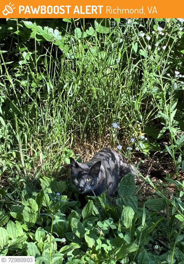 Found/Stray Unknown Cat last seen Bryan Park Lower Pond, Richmond, VA 23227