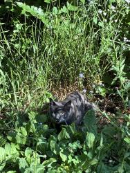 Found/Stray Unknown Cat last seen Bryan Park Lower Pond, Richmond, VA 23227