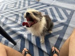 Reunited Female Dog last seen Near NW 23rd St 33063, Margate, FL 33063