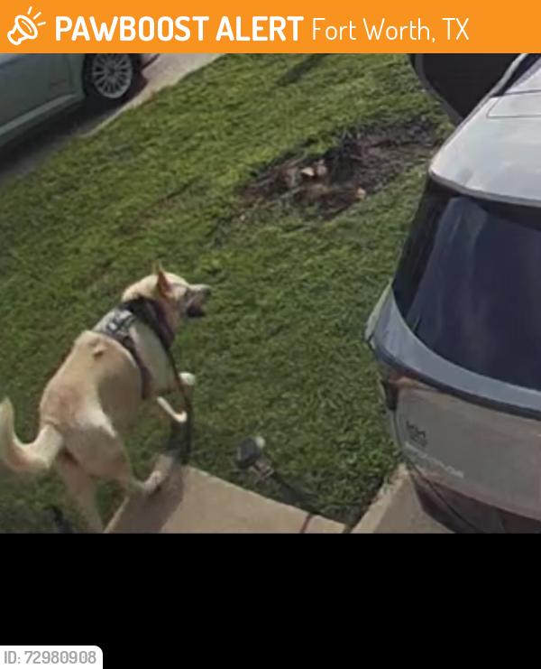 Found/Stray Male Dog last seen Mcpherson St, Fort Worth, TX 76140