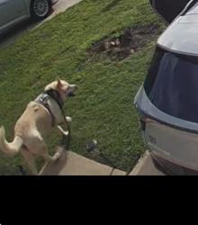 Found/Stray Male Dog last seen Mcpherson St, Fort Worth, TX 76140