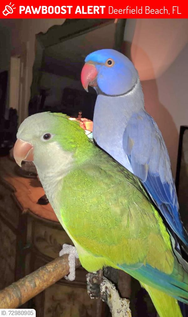 Lost Male Bird last seen Military Trail and Hillsboro Blvd , Deerfield Beach, FL 33442