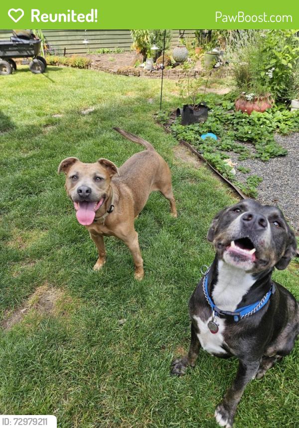 Reunited Female Dog last seen Near SE 42nd Ave, Milwaukie, OR 97222