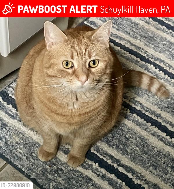Lost Female Cat last seen Crestview Drive and First Street Schuyl Haven, Schuylkill Haven, PA 17972