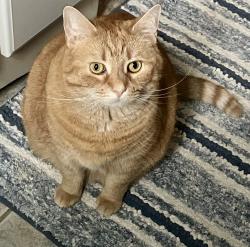 Lost Female Cat last seen Crestview Drive and First Street Schuyl Haven, Schuylkill Haven, PA 17972