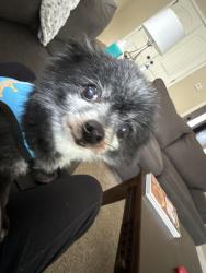 Reunited Male Dog last seen Jesse Jewel Pkwy, Gainesville, GA 30501