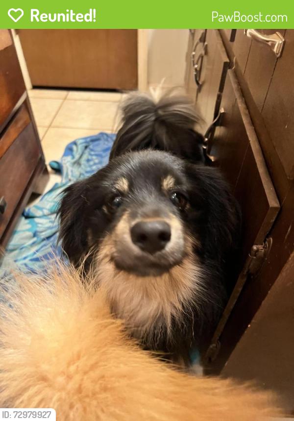 Reunited Male Dog last seen By dollar general on singleton , Norcross, GA 30093