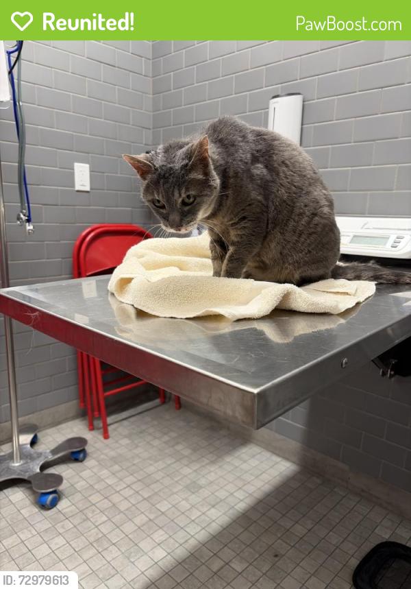 Reunited Female Cat last seen Near Mac Duee Ct, San Jose, CA 95121, USA, San Jose, CA 95121