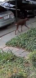 Found/Stray Unknown Dog last seen Little Mountain Dr/W Marshall Blvd, San Bernardino, CA 92405