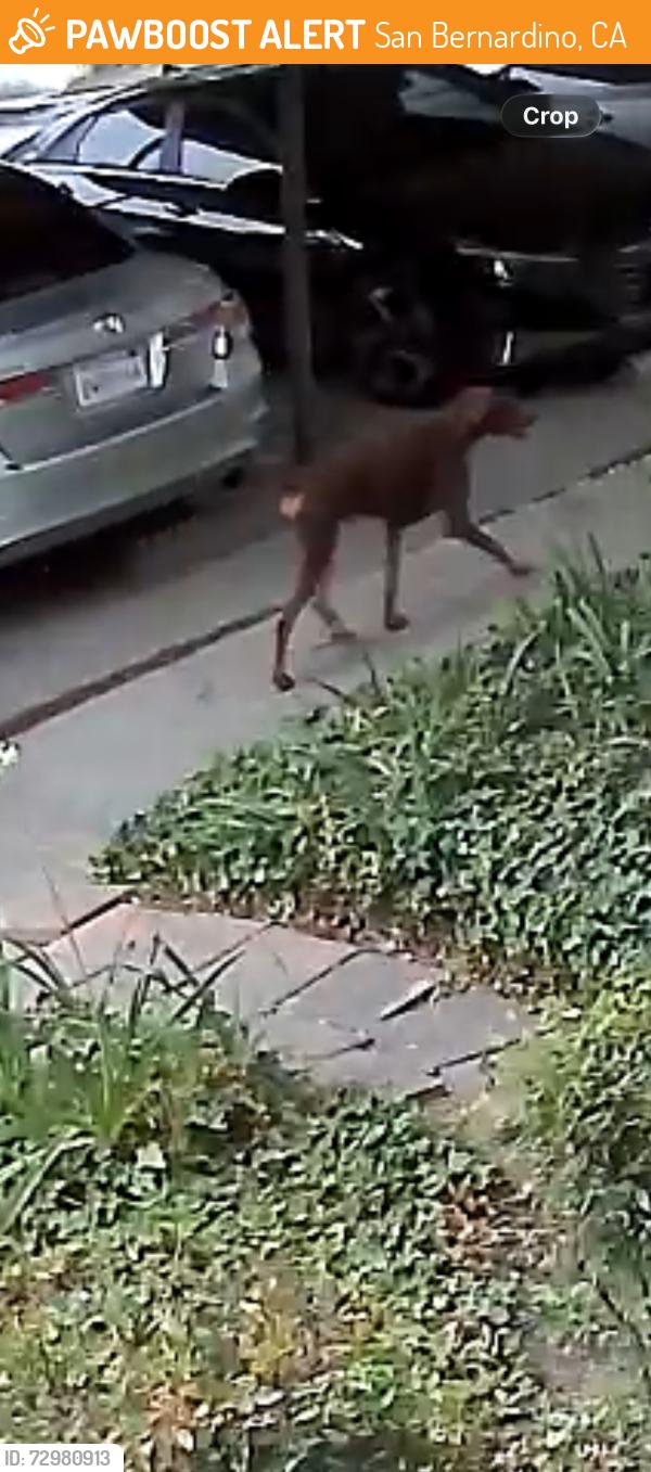 Found/Stray Unknown Dog last seen Little Mountain Dr/W Marshall Blvd, San Bernardino, CA 92405