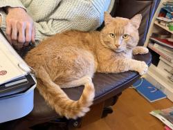 Lost Male Cat last seen Main Street by Pentucket HS/MS, West Newbury, MA 01985