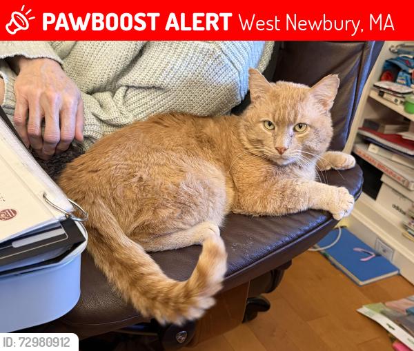 Lost Male Cat last seen Main Street by Pentucket HS/MS, West Newbury, MA 01985