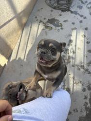 Found/Stray Unknown Dog last seen Cheyenne and pecos , North Las Vegas, NV 89030
