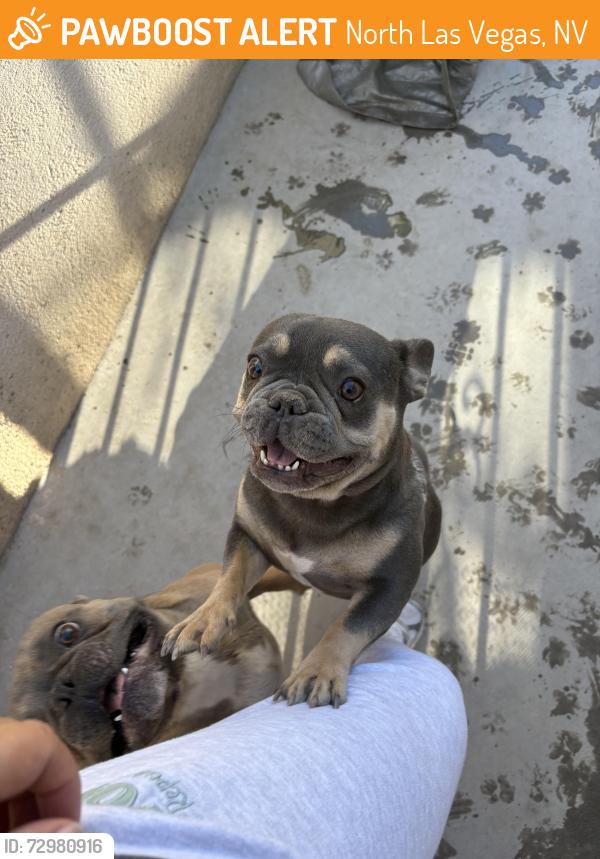 Found/Stray Unknown Dog last seen Cheyenne and pecos , North Las Vegas, NV 89030