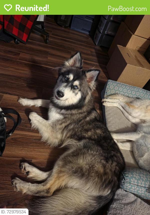 Reunited Male Dog last seen Chuckson and Aste, Houston, TX 77065