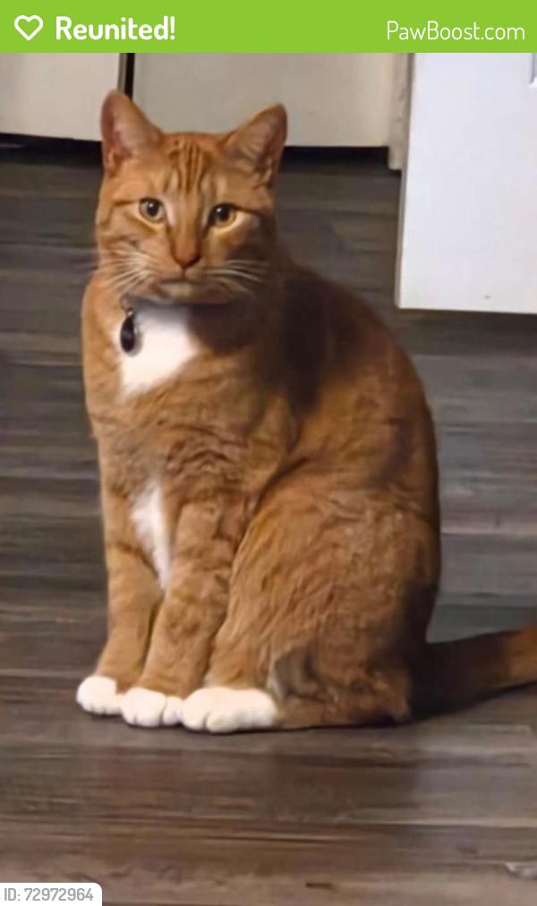 Reunited Male Cat last seen Elgin clifton, Gig Harbor, WA 98329