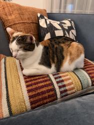 Lost Female Cat last seen Carmen Drive, Glendale, CA 91207