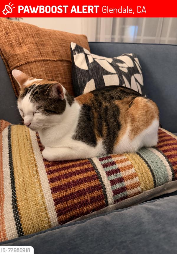 Lost Female Cat last seen Carmen Drive, Glendale, CA 91207