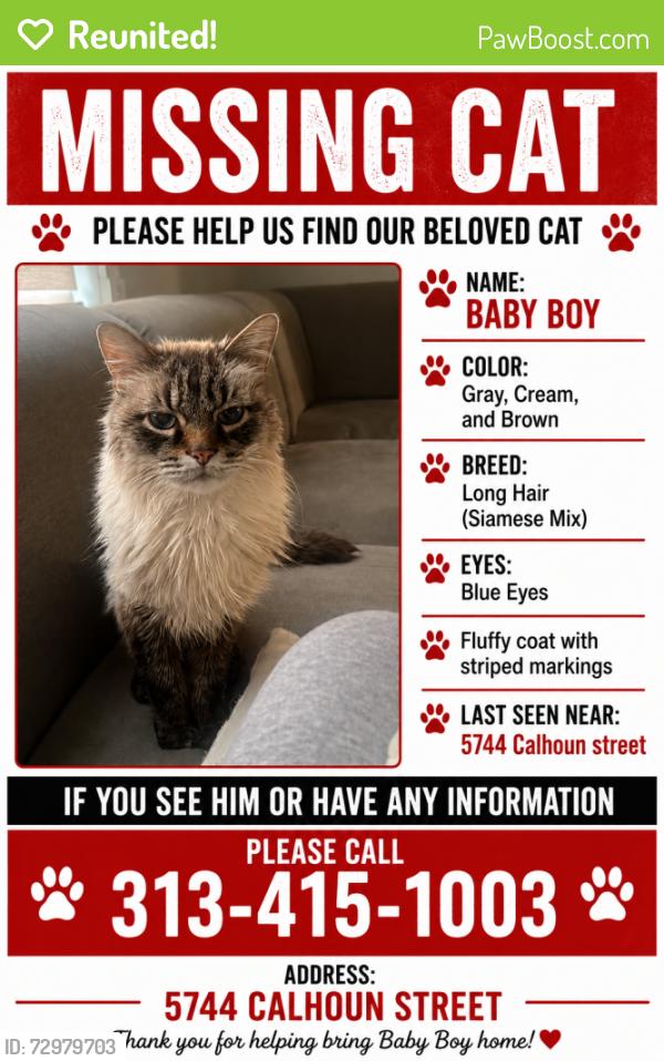 Reunited Male Cat last seen Calhoun and Alber, Dearborn, MI 48126