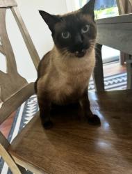 Reunited Male Cat last seen Highway 7, Excelsior, Chanhassen, , Excelsior, MN 55331