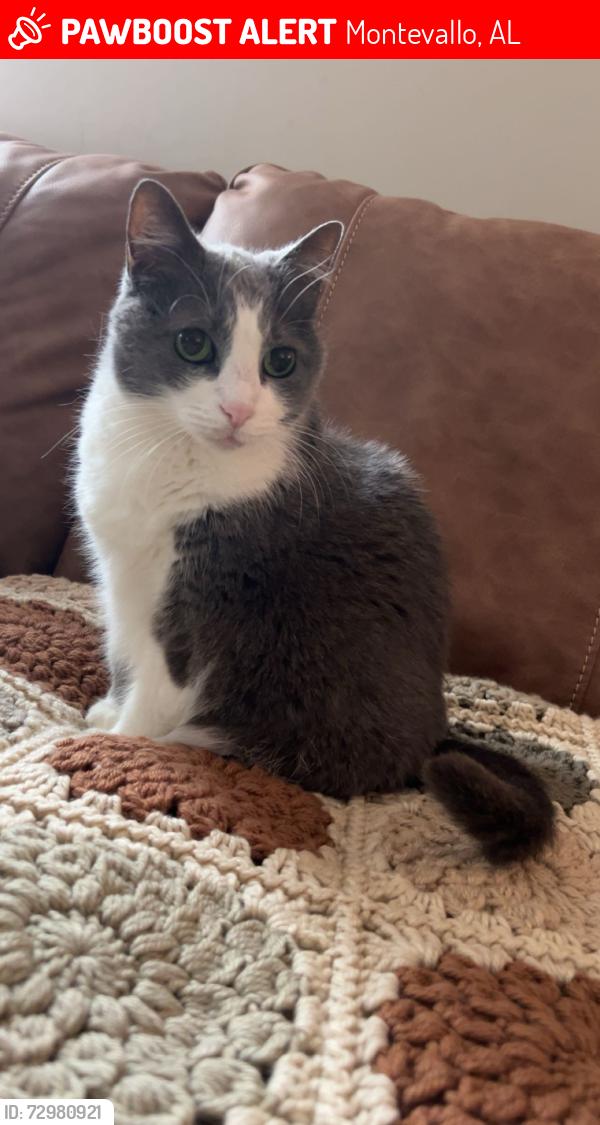 Lost Female Cat last seen Hidden Forest Neighborhood , Montevallo, AL 35115