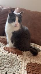 Lost Female Cat last seen Hidden Forest Neighborhood , Montevallo, AL 35115