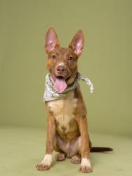 Shelter Stray Male Dog last seen Atlanta, GA 30311, Atlanta, GA 30336