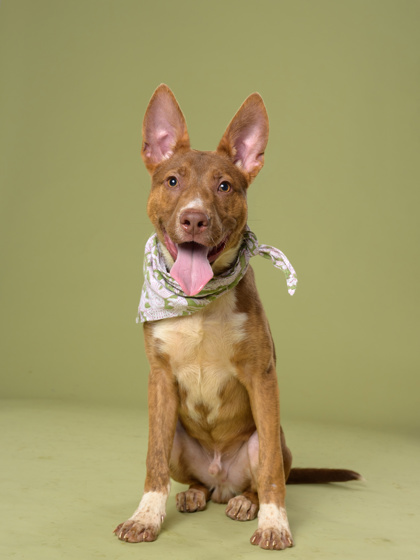 Shelter Stray Male Dog last seen Near plaza lane sw, Atlanta, GA, 1251 Fulton Industrial Blvd NW, Atlanta, GA 30336, USA