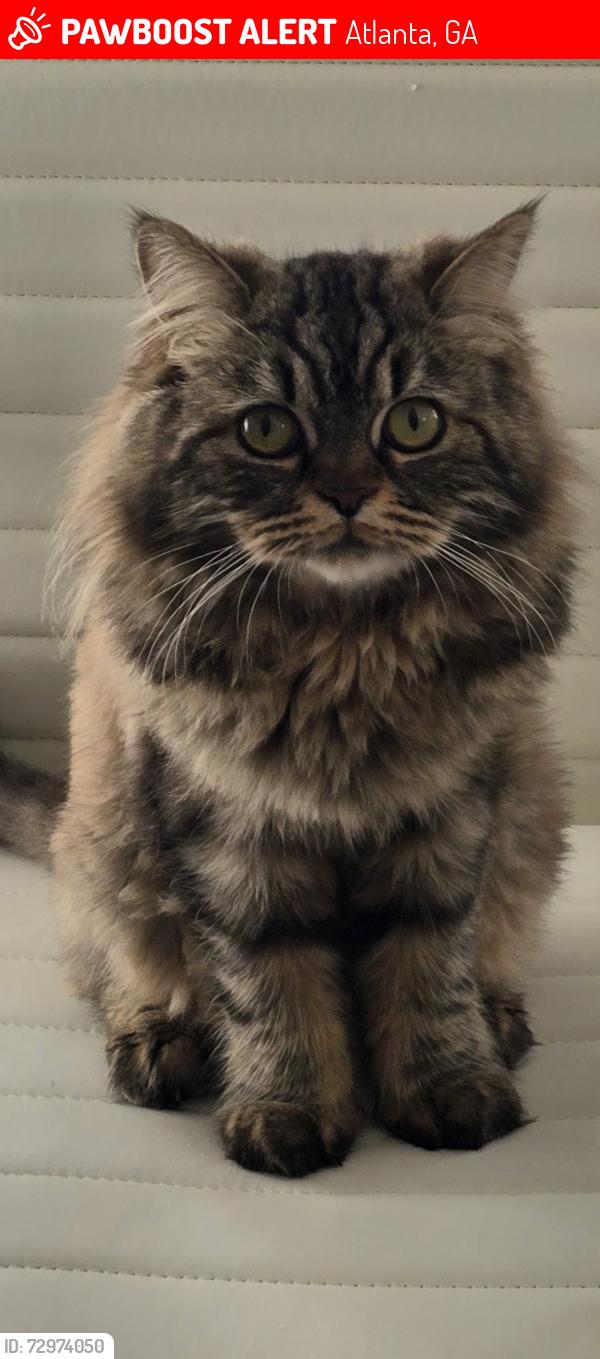 Lost Female Cat last seen Kennesaw + North Ave, Atlanta, GA 30308