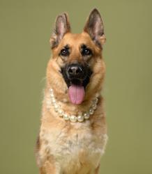 Shelter Stray Female Dog last seen Near Ravencliff Rd, Atlanta, GA, 1251 Fulton Industrial Blvd NW, Atlanta, GA 30336, USA